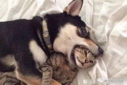 早期狗子爆料视频下载