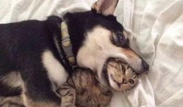 早期狗子爆料视频下载