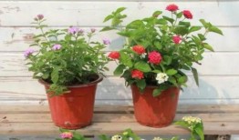 遂宁食堂爆料事件视频最新,真相揭露与公众关注