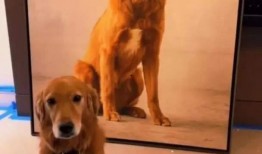 早期狗子爆料视频下载