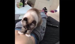 cat在线观看,在线观看，感受音乐剧的魅力