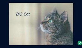 cat在线观看,在线观看，感受音乐剧的魅力