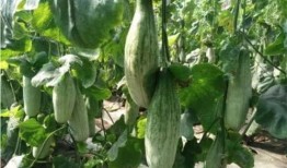 十位吃瓜网红排名,揭秘网络红人的崛起之路