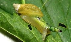 吃瓜娱乐社寄生虫,深度解析寄生虫背后的社会现象与人性探讨