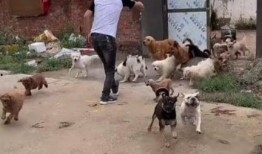 网友爆料救助流浪狗视频,温情瞬间感动网友