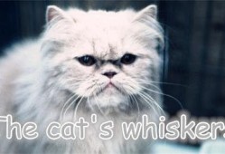 cat在线观看,在线观看，感受音乐剧的魅力