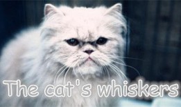 cat在线观看,在线观看，感受音乐剧的魅力