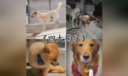 早期狗子爆料视频下载