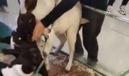 小羊出轨爆料视频大全