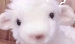 小羊出轨爆料视频大全