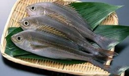 新闻爆料海鱼视频大全,海鱼视频大全精彩呈现